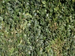 Rear wall 30x20cm plant 018
