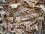 R�ckwand 30x20cm Holz 005