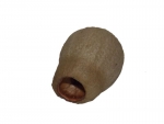 Eucalyptus spec.