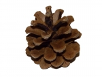 Fir cones medium