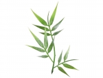Steckpflanze D