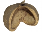 buddha nut, Pterygota alata