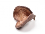 Badam - Sterculia foetida