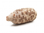 Banksia grandis Cone