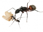 Camponotus cruentatus