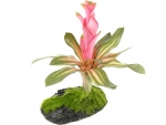 Naturalistic FLORA Cryptanthus Bromeliad Bromelie
