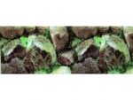 R�ckwand 60x30cm Stein-Farn