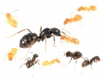 Lasius fuliginosus (Gl�nzendschwarze Holzameise)