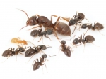 Lasius umbratus (Gelbe Schattenameise)