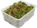 Lebendes Sphagnum Moos