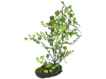 Maidenhair Farn