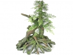 Mangrovenbonsai 32cm