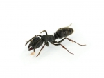 Pachycondyla spec. aus Malaysia