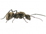 Polyrhachis wolfi (Weberameisen)