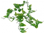 Pothos Ranke LP-70