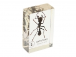 Pr�parat: Paraponera clavata