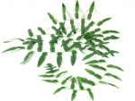 RAIN-Garland