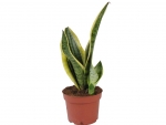 Sansevieria - A