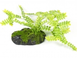 Selaginella Bodenpflanze