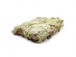 Sphagnum Moos lebend