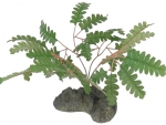 Streifenfarn-Seiden-Pflanze 24cm Maidenhair