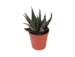 Succulents - A