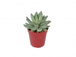 Succulents - B