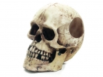 Totenkopf 18cm - 78806