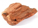 Versteinertes Holz
