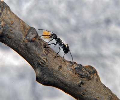 08_Polyrhachis dives_2008-10-07_007_small.jpg