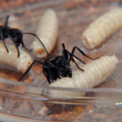 08_Polyrhachis dives_2008-10-07_005_small.jpg