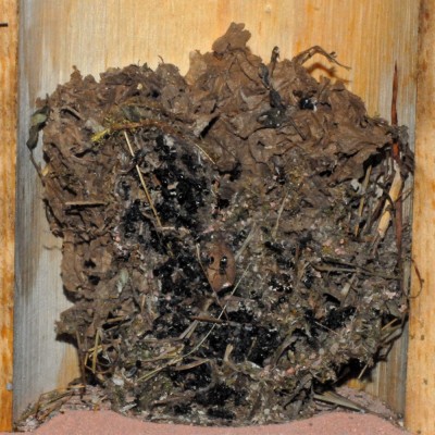 08_Polyrhachis dives_2008-10-10_005_klein.jpg