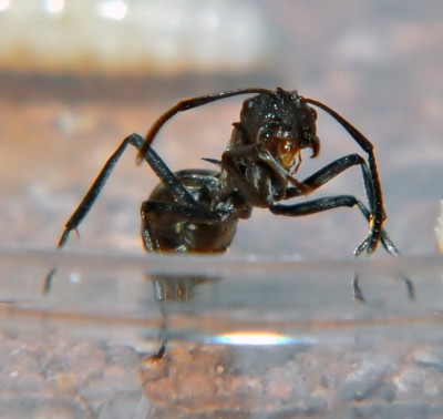 08_Polyrhachis dives_2008-10-10_009_klein.jpg