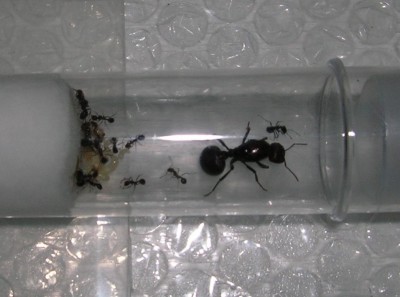 Messor cephalotes colony 2.JPG