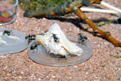 08_Polyrhachis dives_2008-10-12_00_klein.jpg