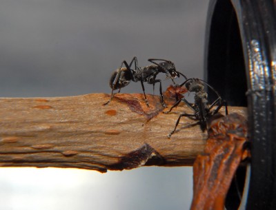 08_Polyrhachis dives_2008-10-12_008_klein.jpg