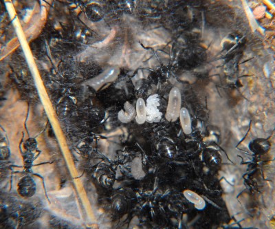 08_Polyrhachis dives_2008-10-12_020_klein.jpg