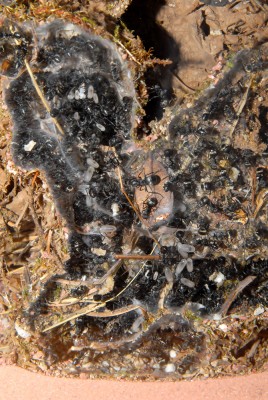 08_Polyrhachis dives_2008-10-12_025_klein.jpg