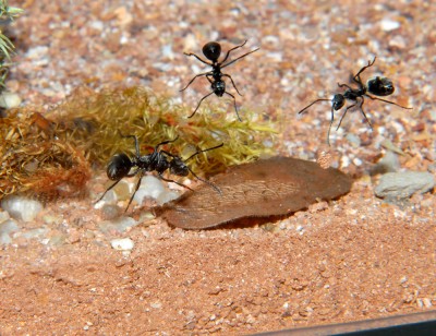 08_Polyrhachis dives_2008-10-14_002_klein.jpg