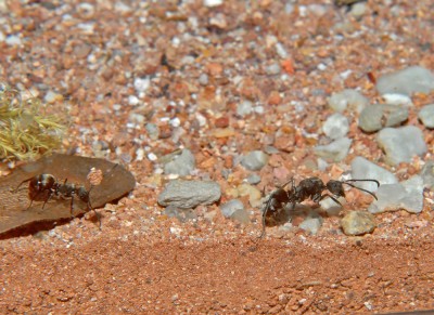 08_Polyrhachis dives_2008-10-14_012_klein.jpg