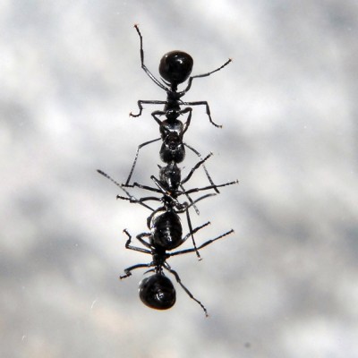 08_Polyrhachis dives_2008-10-14_011_klein.jpg