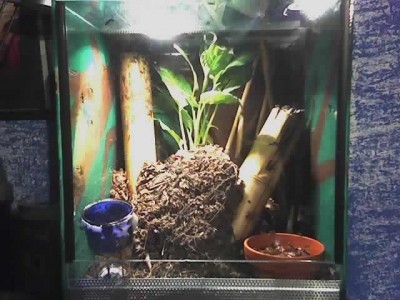 formicarium1.JPG