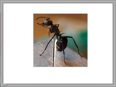 AMEISEN COMPPoly Dives.jpg