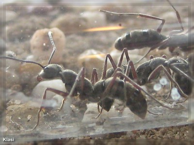 AMEISEN COMPIMG_3114.jpg