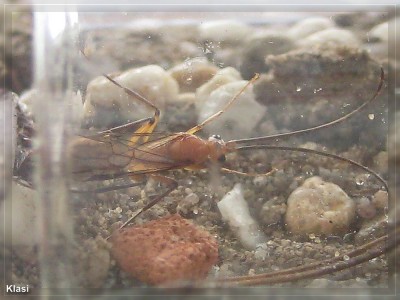 AMEISEN COMPIMG_3116.jpg