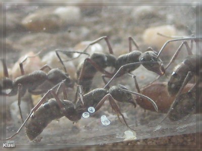 AMEISEN COMPIMG_3138.jpg