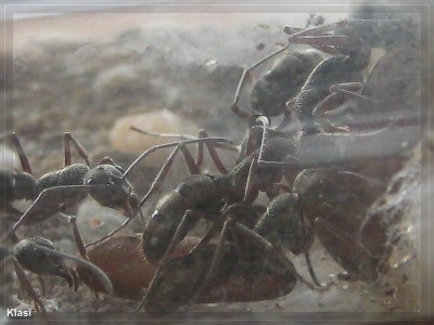 AMEISEN COMPIMG_3139.jpg