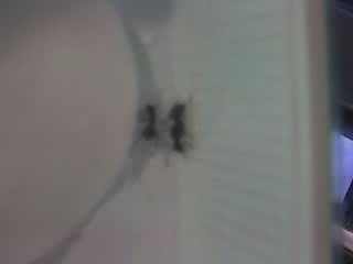 polyrhachis queen.JPG