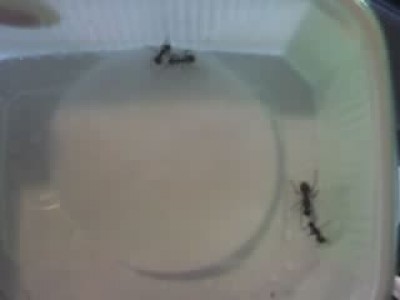 polyrhachis einzel.JPG