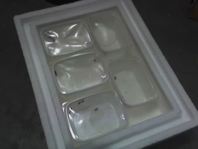 polyrhachis alle.JPG